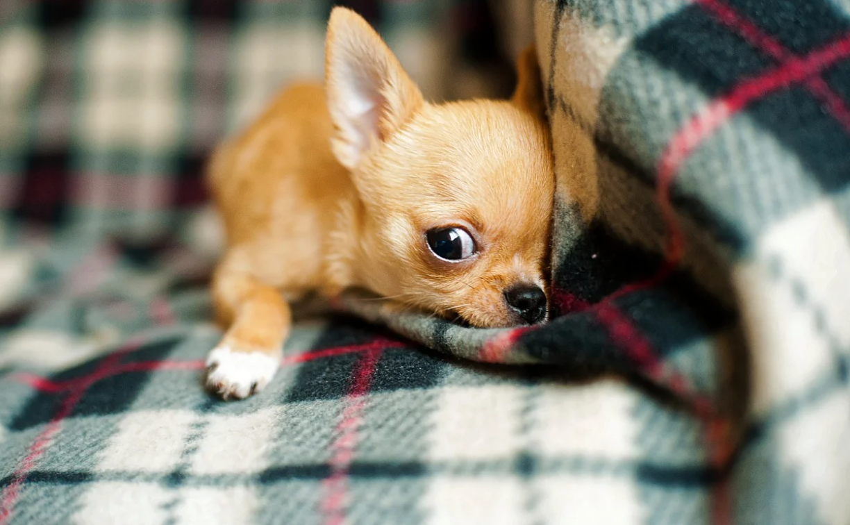 Advantages of Having a Dog at Home