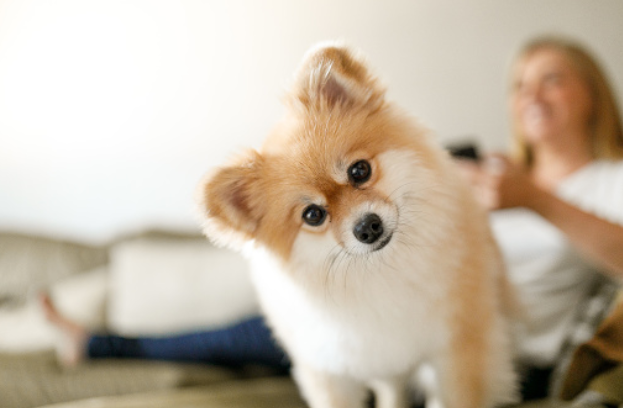 dog