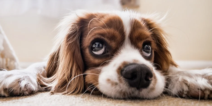 The Benefits of Grooming Your Dog Regularly