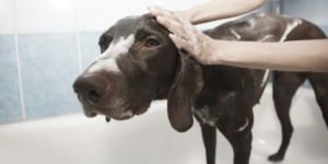 Grooming Dog