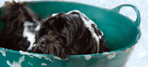 Dog Bath