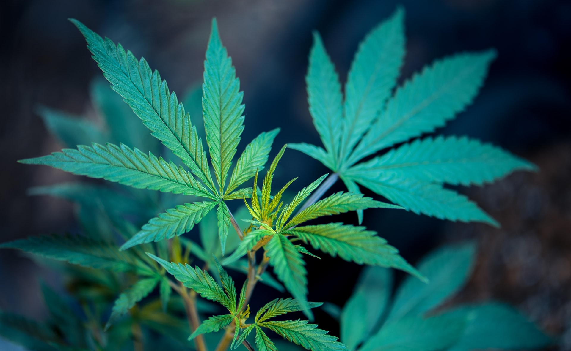 Helpful Tips for Buying Online Cannabis Products