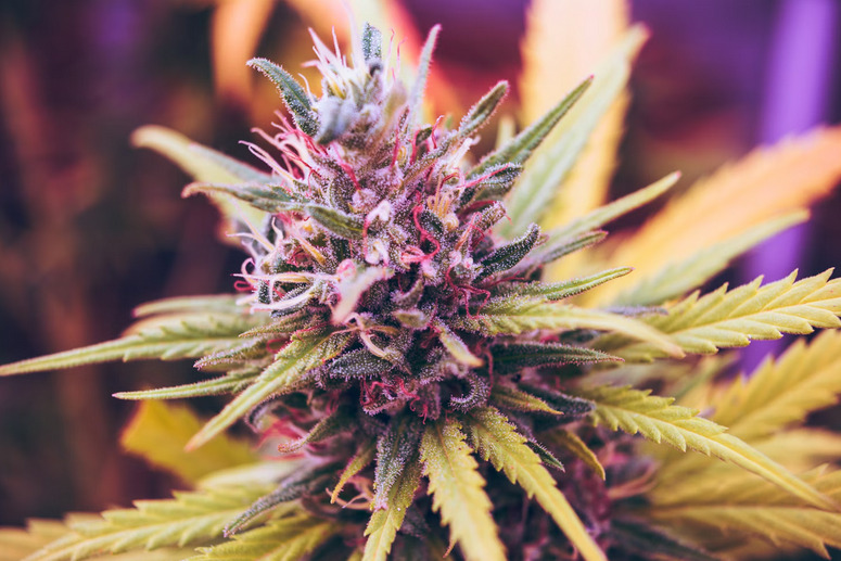 Why Homegrown THCA Flower Is Essential for Your Health Journey