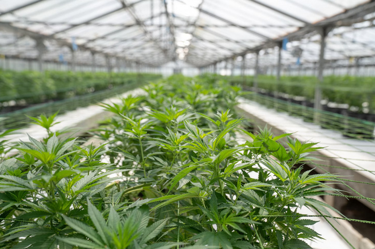plantation